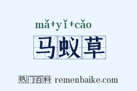 马蚁草是什么意思的图片